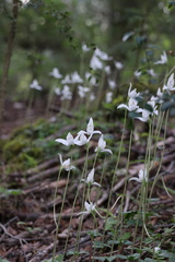 Codonorchis lessonii