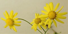 Senecio madagascariensis