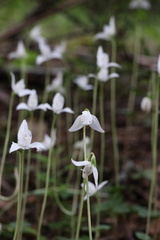 Codonorchis lessonii