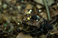 Strobilurus conigenoides