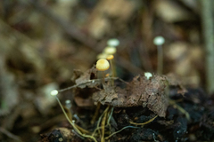 Strobilurus conigenoides
