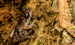 Pseudophilautus amboli