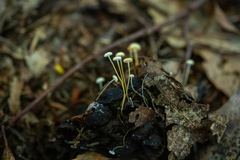 Strobilurus conigenoides