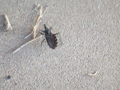 Triatoma sanguisuga