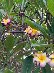 Plumeria rubra