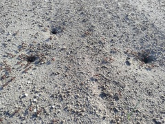 Pogonomyrmex barbatus