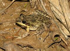Litoria inermis
