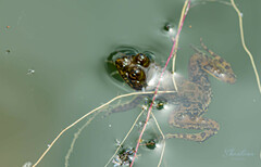 Euphlyctis cyanophlyctis