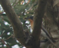 Myiagra cyanoleuca