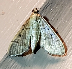 Herpetogramma bipunctalis