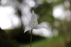 Codonorchis lessonii