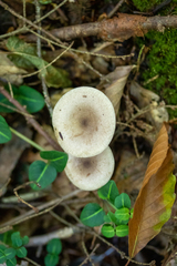 Lactarius griseus