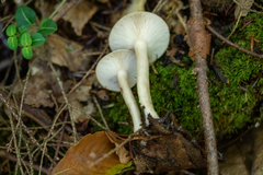 Lactarius griseus