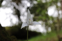 Codonorchis lessonii
