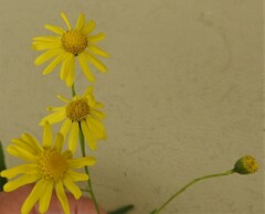 Senecio madagascariensis
