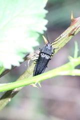 Tibionema abdominalis