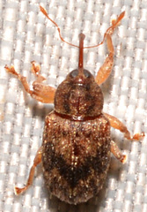 Lignyodes bischoffi