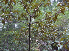 Chrysolepis chrysophylla