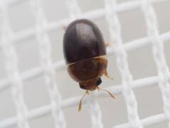 Phalacridae