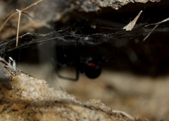 Latrodectus hesperus