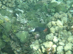 Pycnochromis margaritifer