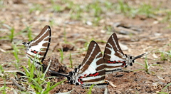 Graphium aristeus