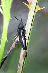 Tibionema abdominalis