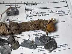 Calostoma lutescens