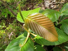 Dipterocarpus