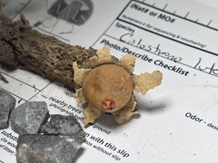 Calostoma lutescens