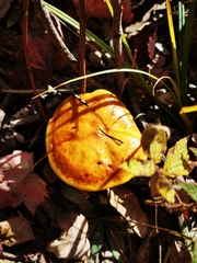 Suillus clintonianus