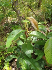 Dipterocarpus