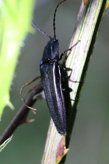 Tibionema abdominalis