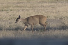 Mazama gouazoubira