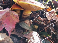 Suillus clintonianus
