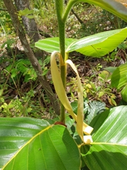Dipterocarpus