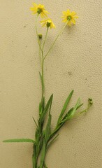 Senecio madagascariensis