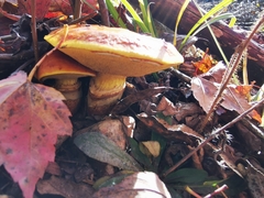 Suillus clintonianus