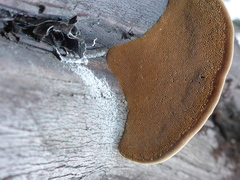 Phellinus arctostaphyli