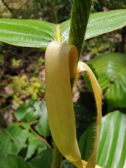 Dipterocarpus