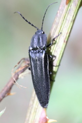 Tibionema abdominalis