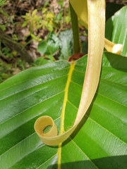 Dipterocarpus