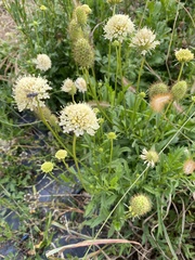 Scabiosa ochroleuca