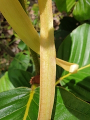 Dipterocarpus