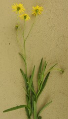 Senecio madagascariensis