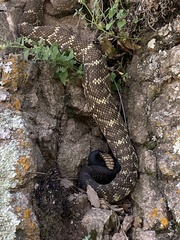 Crotalus molossus