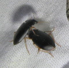 Notiobia terminata