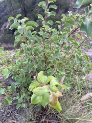 Rhus integrifolia × ovata