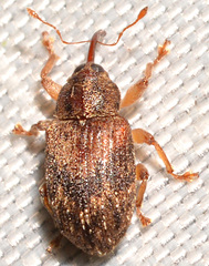 Lignyodes bischoffi