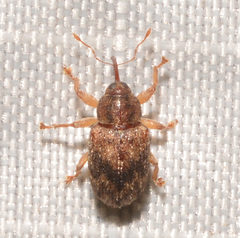 Lignyodes bischoffi